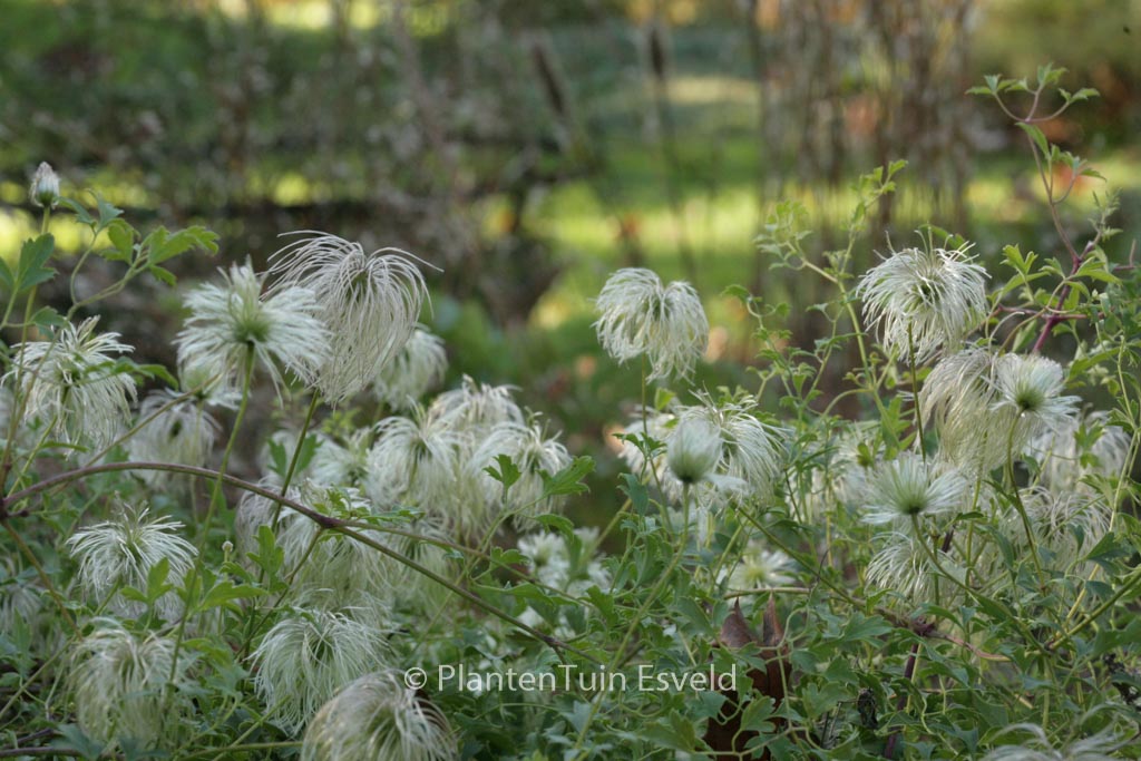 Clematis tibetana