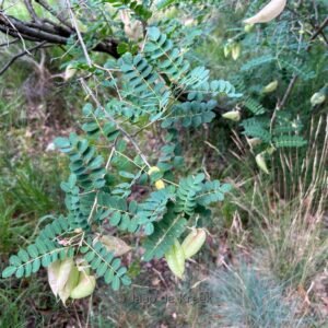 Colutea arborescens
