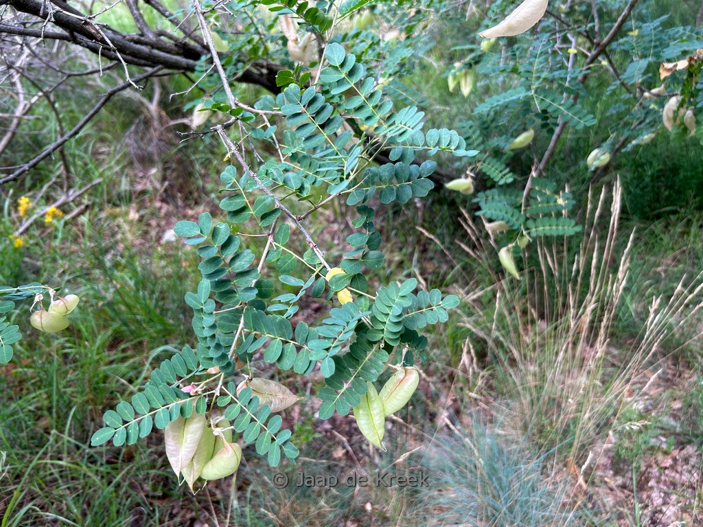 Colutea arborescens