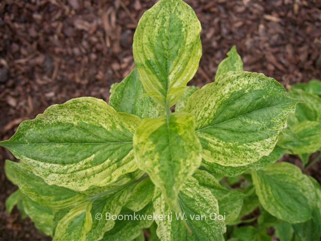 Cornus mas 'Happy Face'
