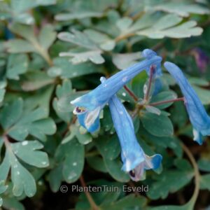 Corydalis 'Blue Heron'