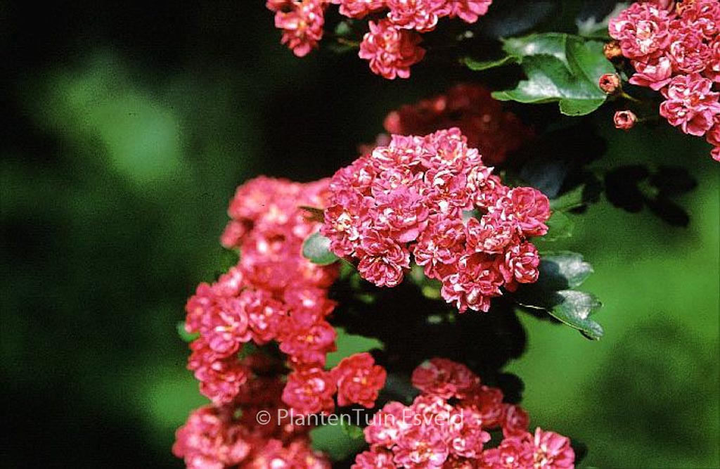 Crataegus grignonensis