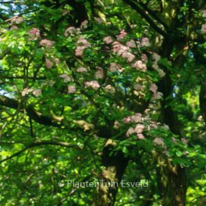 Crataegus monogyna 'Rosea'