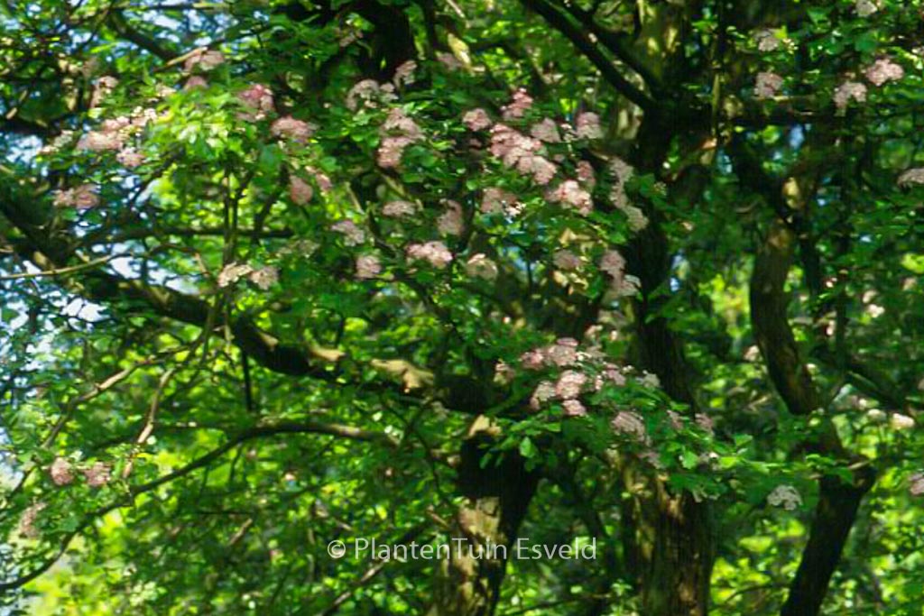 Crataegus monogyna 'Rosea'