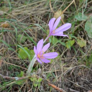 Crocus sativus