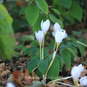 Crocus speciosus