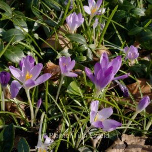 Crocus tommasinianus