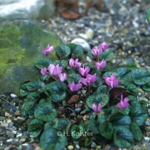 Cyclamen cilicium