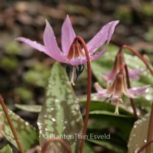 Erythronium dens-canis