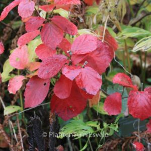 Fothergilla gardenii