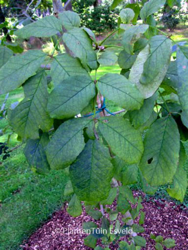 Fraxinus mandshurica