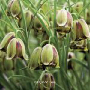 Fritillaria acmopetala