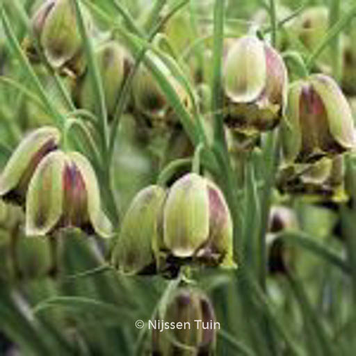 Fritillaria acmopetala