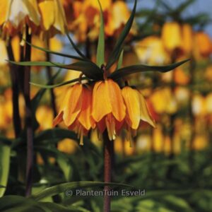 Fritillaria imperialis 'Early Dream'