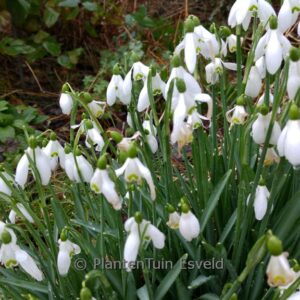 Galanthus 'S. Arnott'