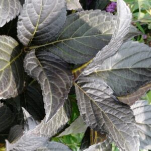 Hydrangea macrophylla 'Bailmacseven' (FIRST EDITIONS ECLIPSE)