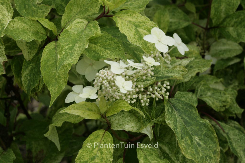 Hydrangea paniculata 'Shikoku Flash'