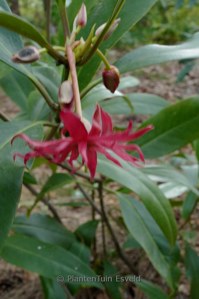 Illicium floridanum 'Woodlander's Ruby'