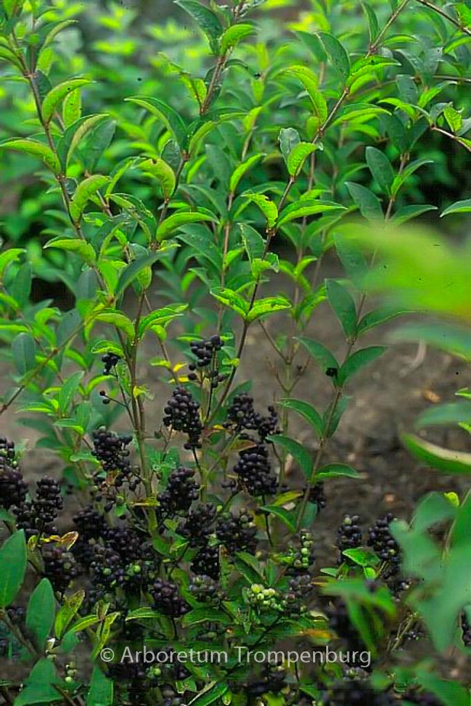 Ligustrum tschonoskii 'Little Thomas'