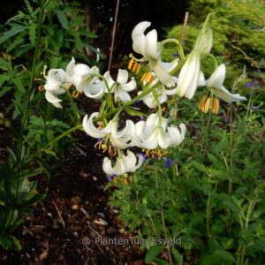 Lilium martagon 'Snowy Morning'