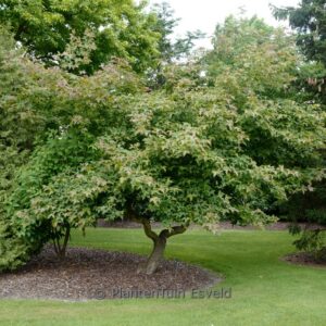 Liquidambar formosana