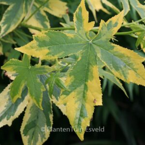 Liquidambar styraciflua 'Golden Treasure'