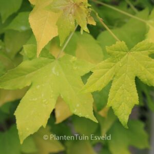 Liquidambar styraciflua 'Naree'
