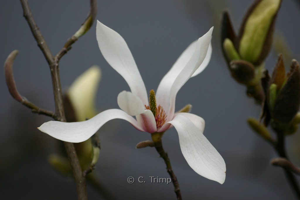 Magnolia amoena