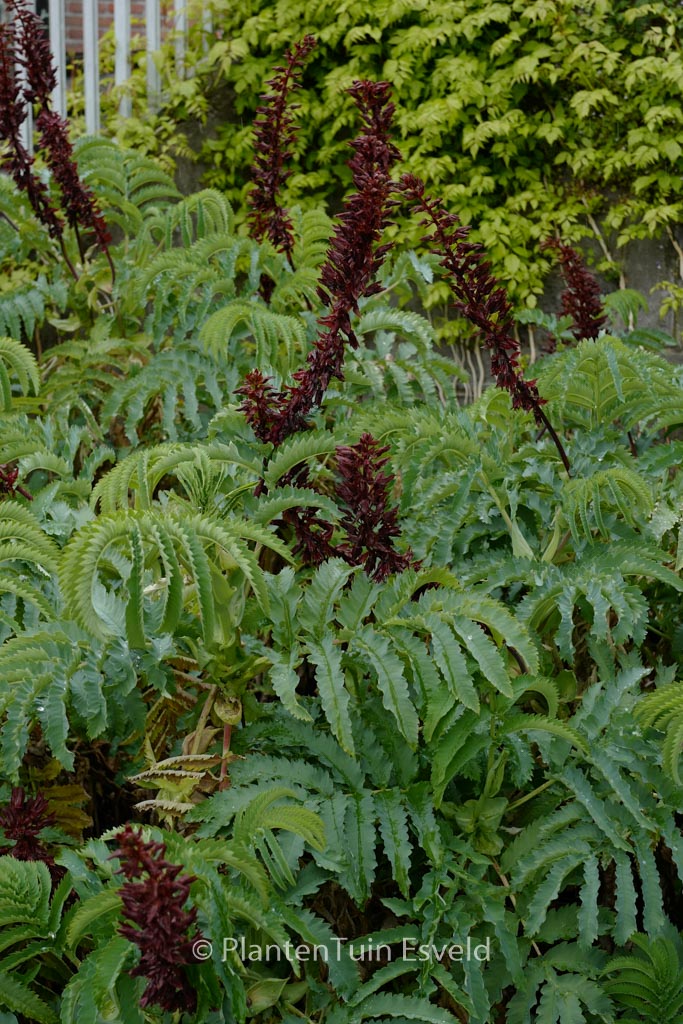 Melianthus major