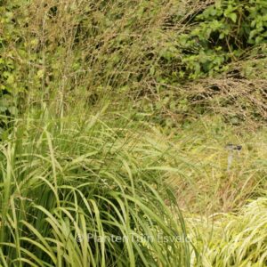 Molinia arundinacea 'Cordoba'