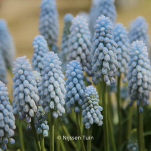 Muscari 'Baby Breath'