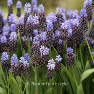Muscari latifolium