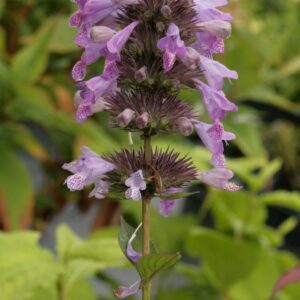 Nepeta manchuriensis 'Manchu Blue'