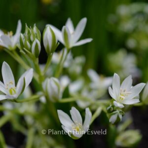 Ornithogalum balansae