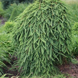Picea abies 'Frohburg'