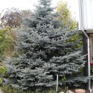 Picea pungens 'Erich Frahm'