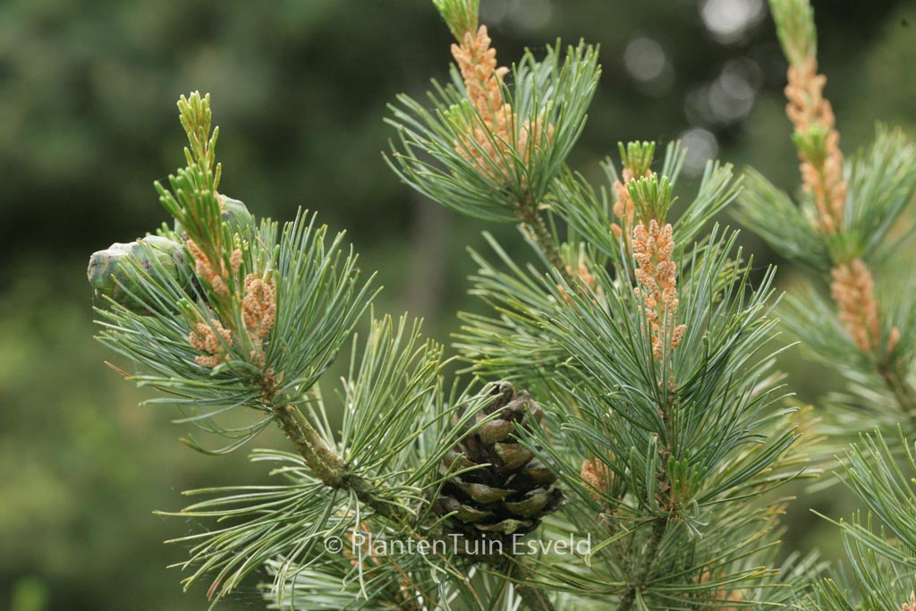 Pinus parviflora