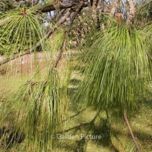 Pinus yunnanensis