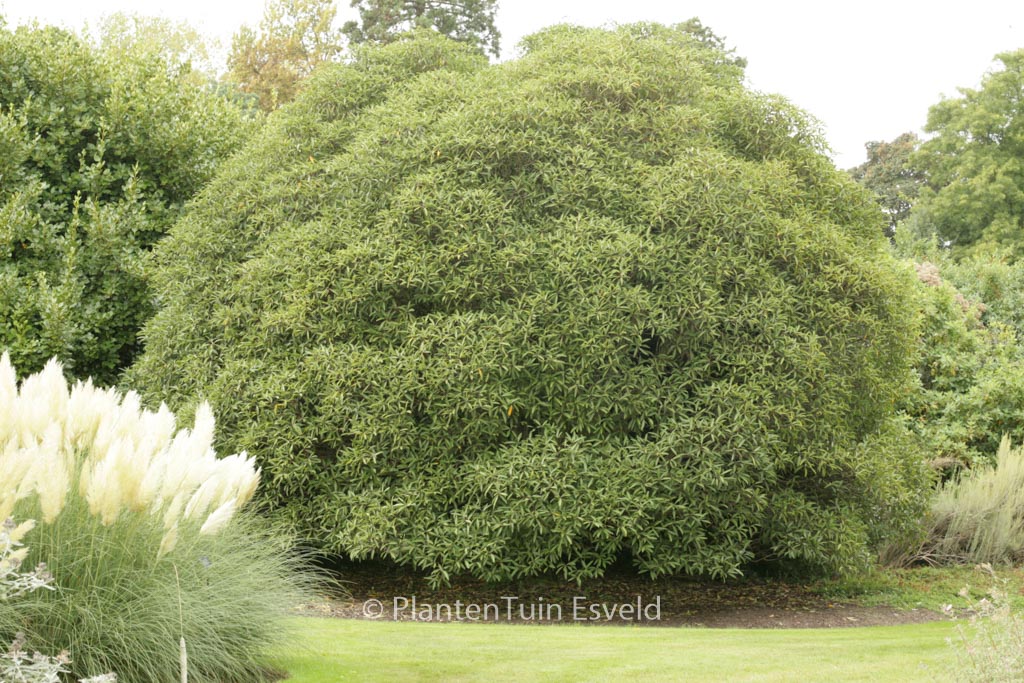 Pittosporum dallii