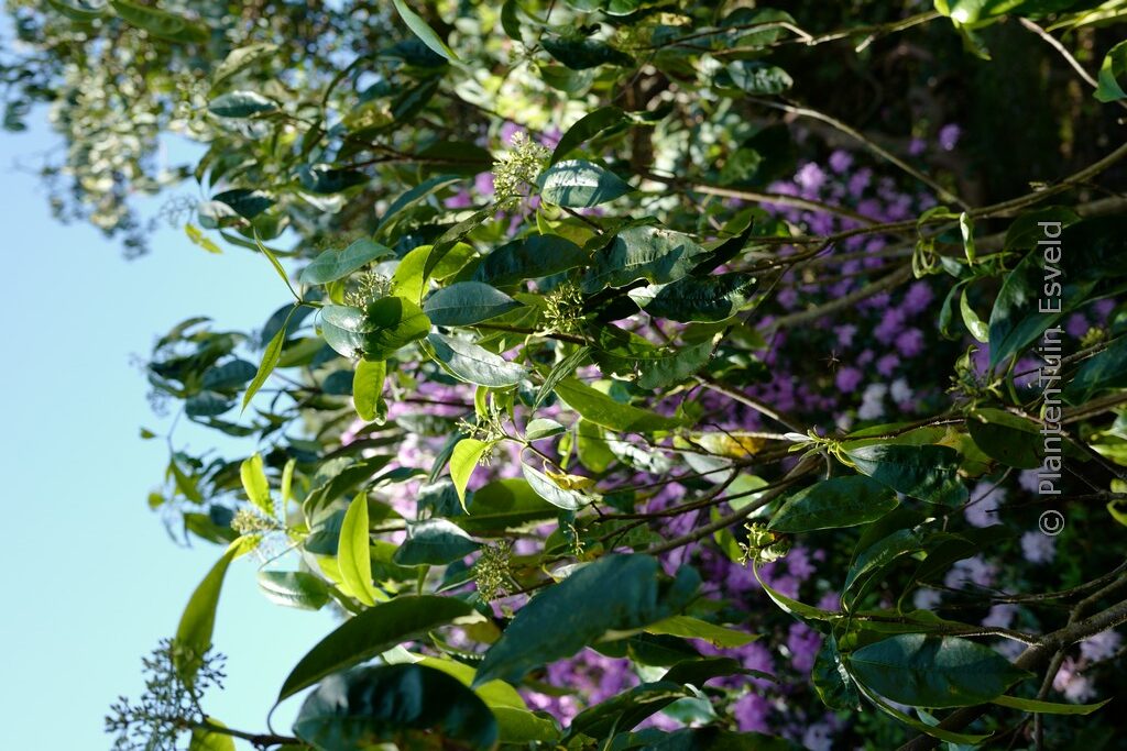 Pittosporum daphniphylloides