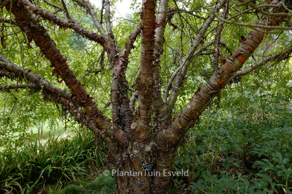Prunus rufa