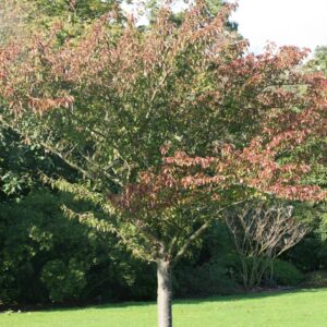 Prunus serrulata 'Asano'