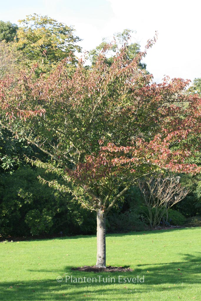 Prunus serrulata 'Asano'