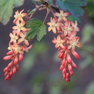Ribes gordonianum