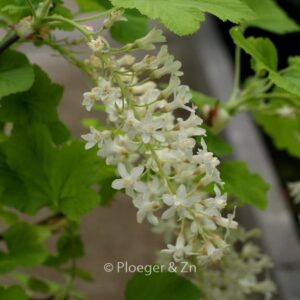 Ribes sanguineum 'White Icicle'