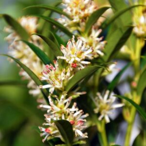 Sarcococca hookeriana