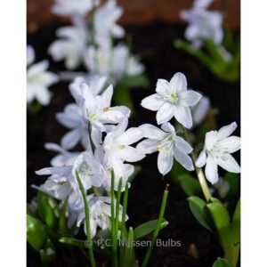 Scilla mischtschenkoana 'Tubergeniana'