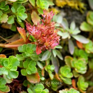 Sedum spurium