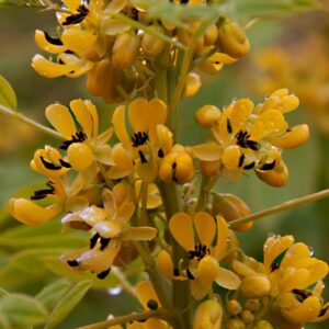 Senna marilandica