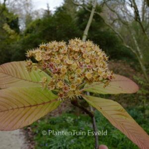 Sorbus megalocarpa